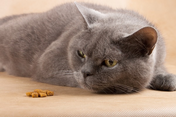 肥満・太りぎみの猫用おすすめキャットフード